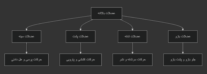 تمرینات بالاتنه