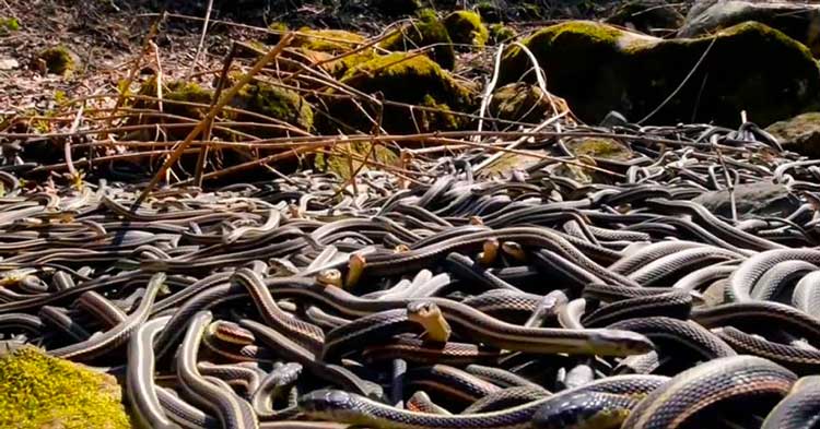 گوگل ارث جزیره مارها